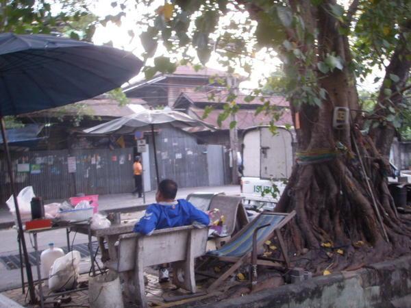 Premiers pas à Bangkok, on est déjà dépaysé par les hybrides arbres-fils electriques!