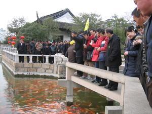 Ah non, simplement des touristes devant un amas de poissons rouges!