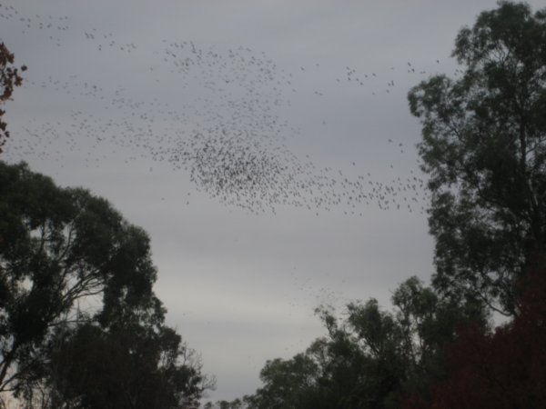 Flock of Galahs