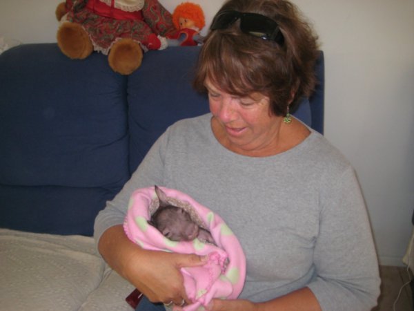 With a baby wombat