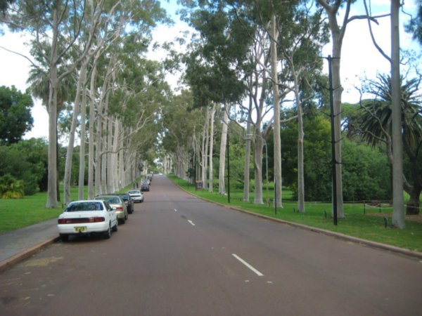 Trees in Kings Park