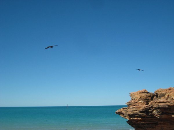 Seabirds over the water