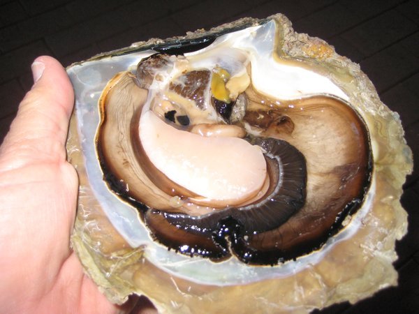 An opened pearl shell