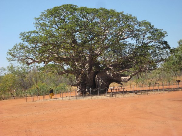 A large old Boab tree