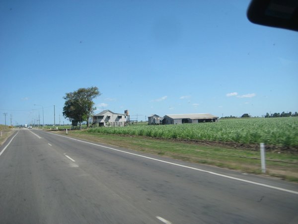 Sugar cane each side of the road