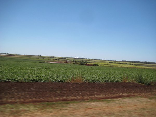 bundaberg cane fields