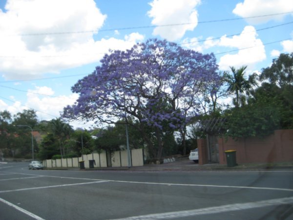 Jacaranda in Brisbane