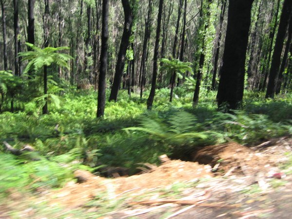 Tree ferns under blackened trees