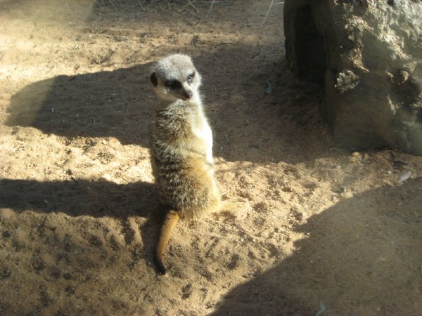 Meerkat, Dubbo Zoo