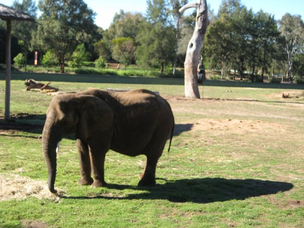 Elelphant at Dubbo Zoo