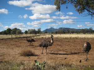 Emus - on the way to the Warrumbungles 