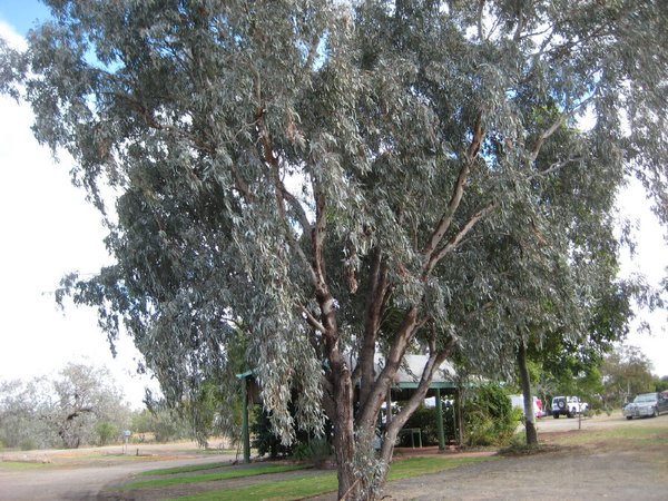 Under the shade of a Coolibah tree