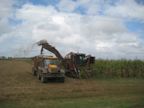 Cutting and loading cane
