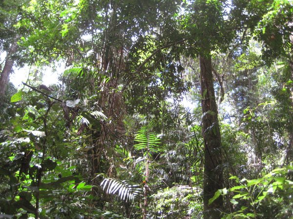 in the rainforest