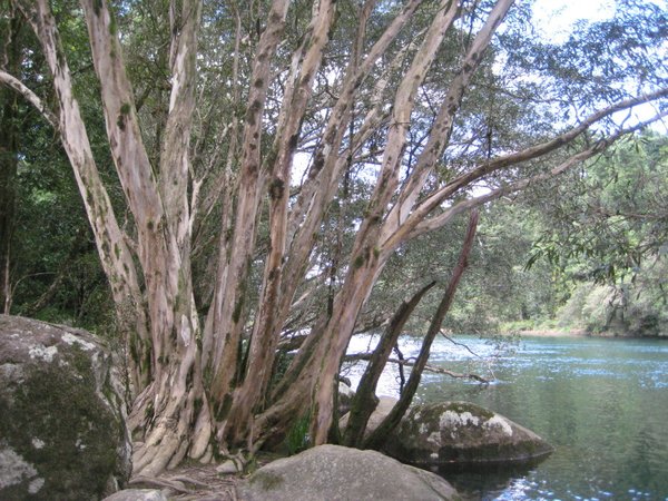 Nice tree at the creek
