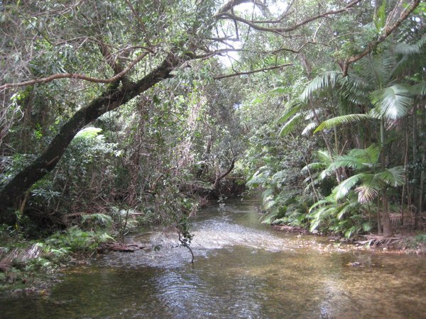 One of the creeks, Daintree