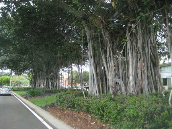 Fig trees, the Strand Townsville