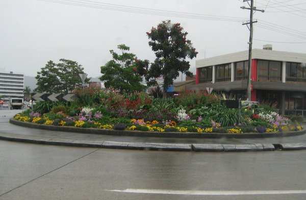 Spring flowers, Coffs' roundabout