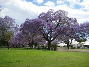 Grafton jacarandas