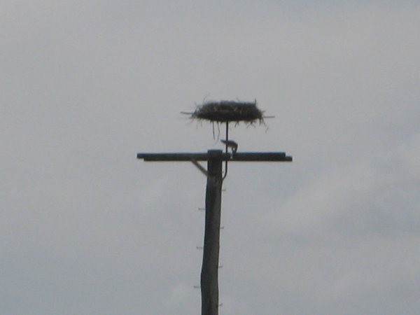 Osprey's nest