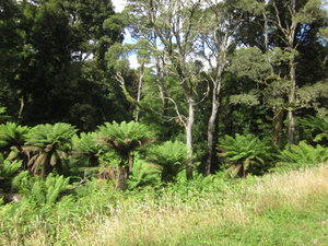 Gum trees and ferns