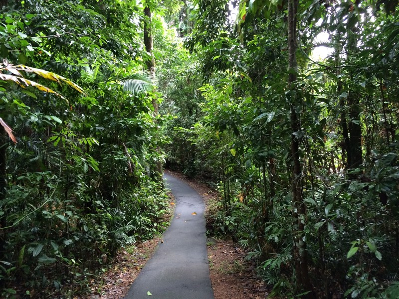 The path through the rainforest