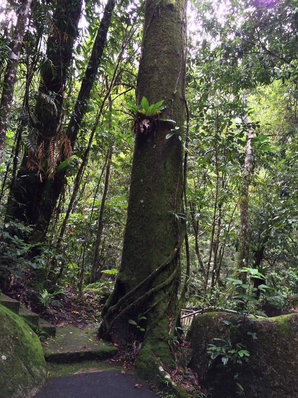 Tree in the rainforest