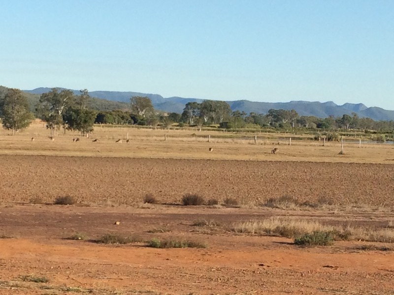 Kangaroos out our back window