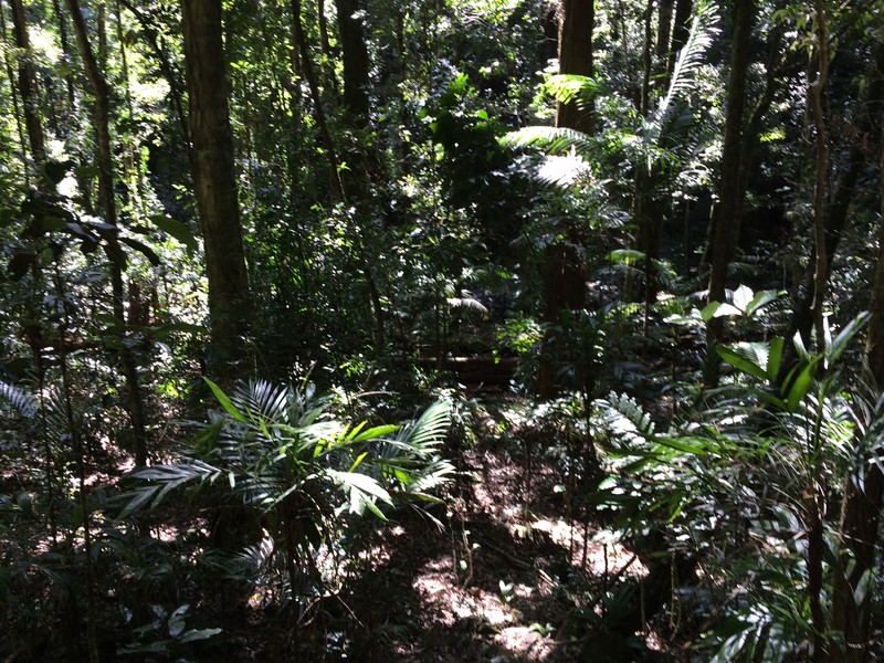 Love a walk through a rainforest