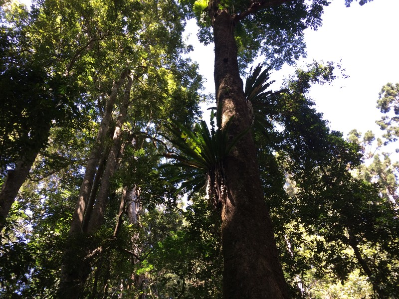 Bird nest ferns high in the canopy