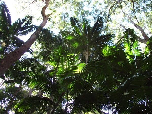 Rainforest, Fraser Island