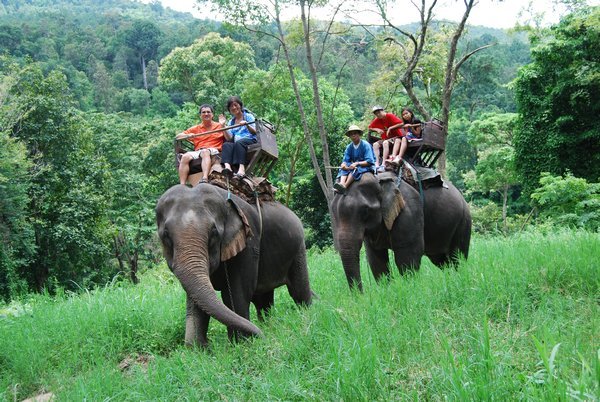 Maesa Elephant camp