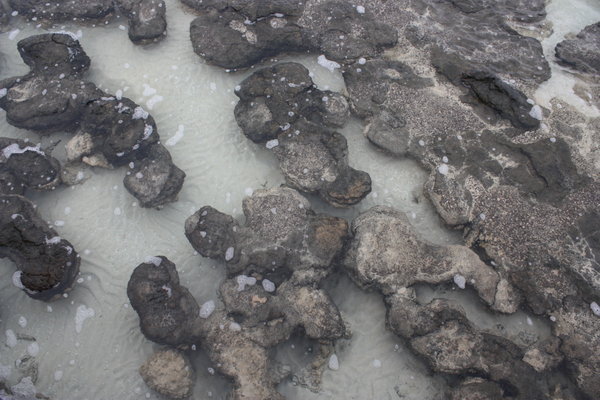 Stromalites - the oldest living organisms