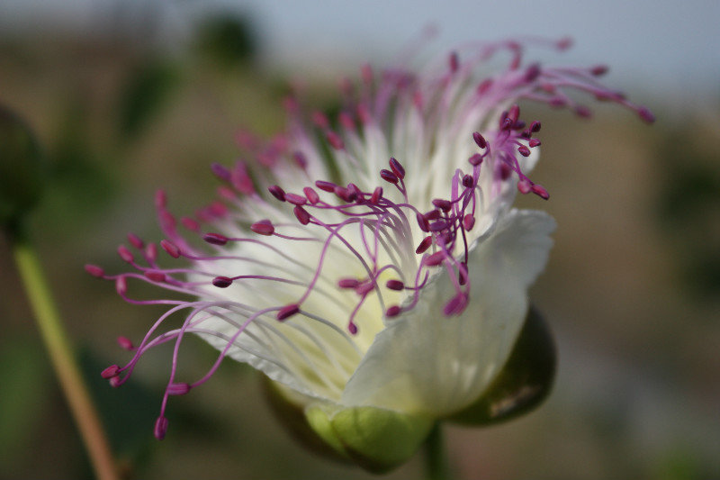Caper blossom