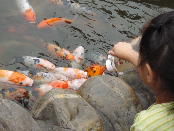 Chengdu - feeding fish at a fairground..