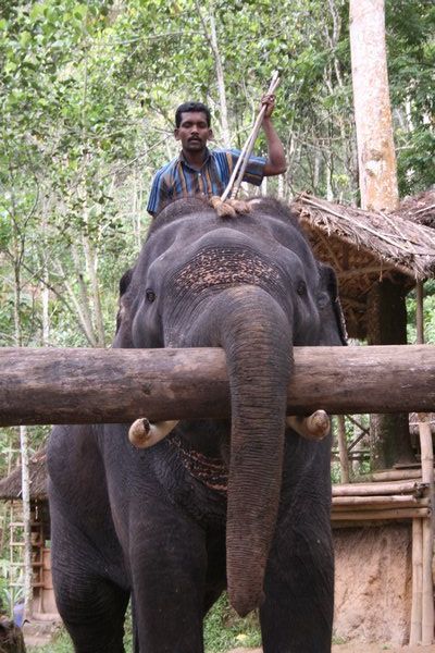 Kerala elephant commands