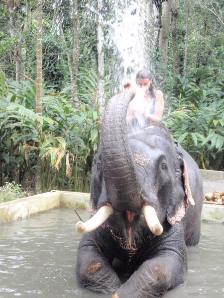 Elephant shower - Kerry