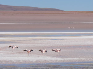 Flamingos landing