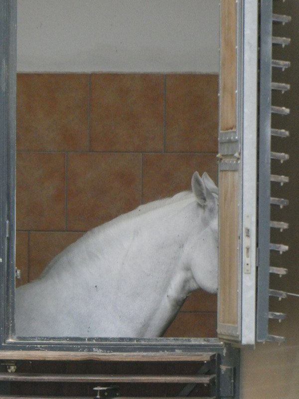 Yes, a long distance zoomed-in shot of a famous Lipizzaner horse awaiting its morning exercise.