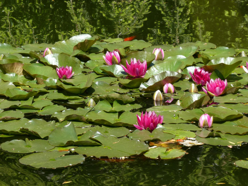 Water lilies to envy.