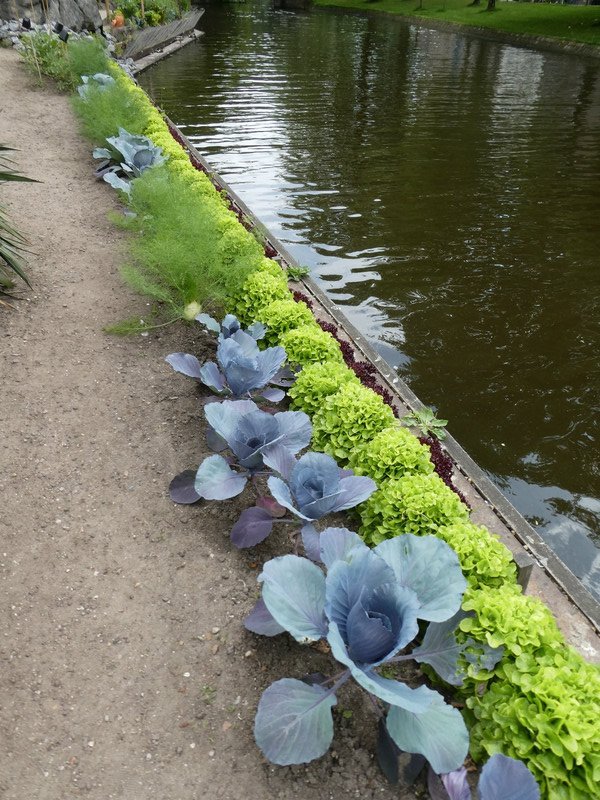 A great idea, new to me: A cabbage, fennel and lettuce border at the canal's sunny edge.