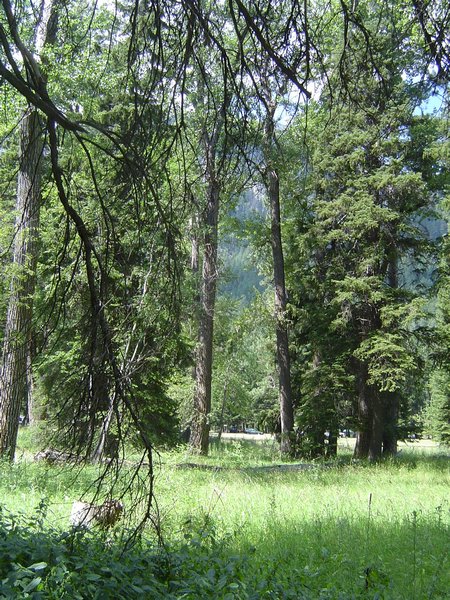 Open forest in the picnic grounds