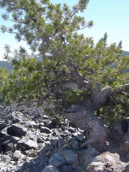 Natural bonsai at high point