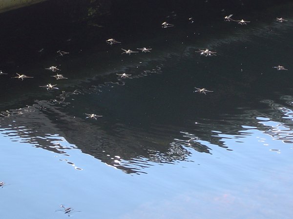 Water striders as personal symbols
