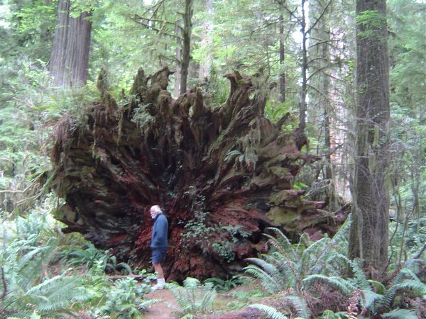 Uprooted redwood