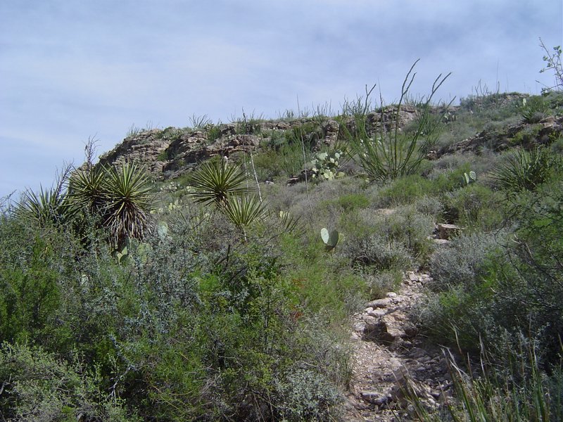 A closer look at the vegetation