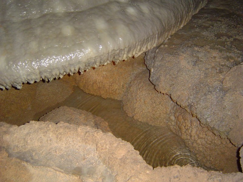A living stalagmite (lower part)