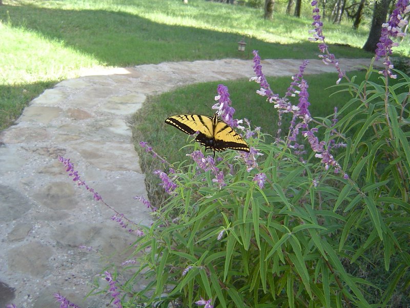 Visitor to the Butterfly Bush