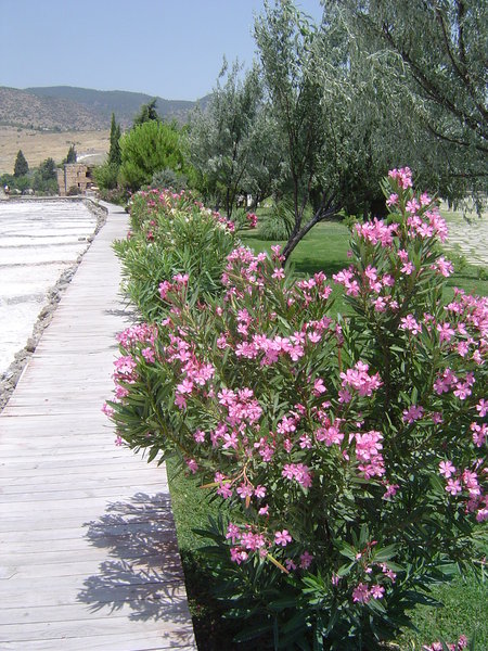 Oleander was the shrub of choice at Pamukkale