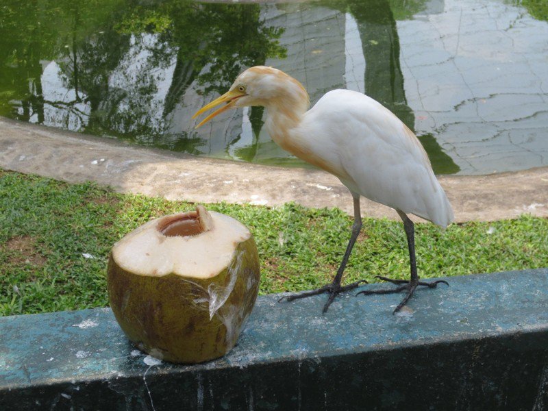 Bird at coconut
